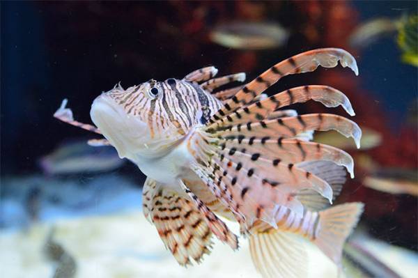 ミノカサゴのひれには要注意！　食べるとおいしいって本当？