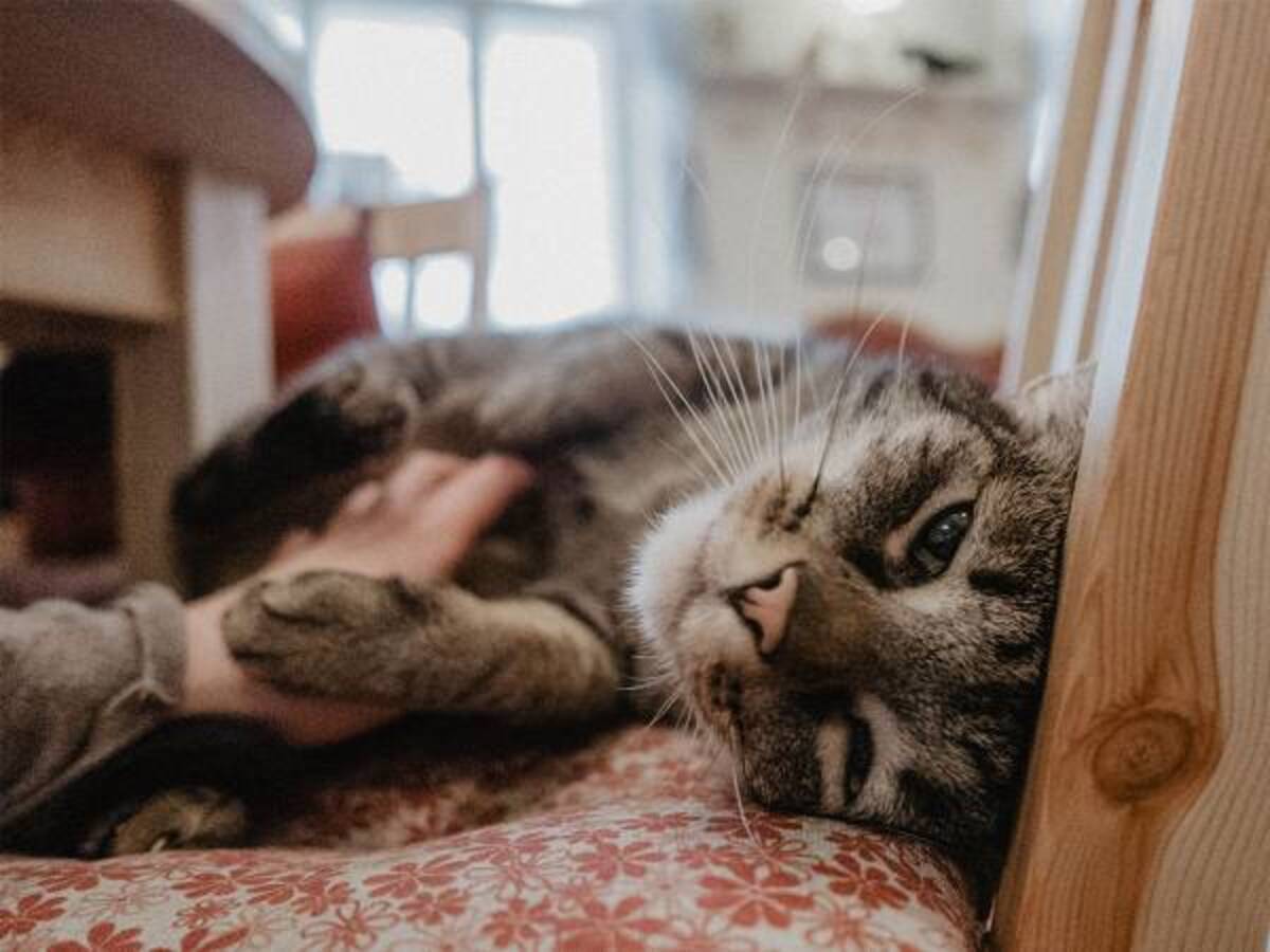 猫に触れる多くの人に知ってほしい 夏マスクで注目のハッカ油に潜む危険 年6月30日 ウーマンエキサイト 1 2