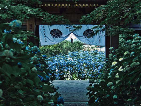 「息を飲む美しさ」「こんな景色初めて見た」　アジサイの写真に心を奪われる