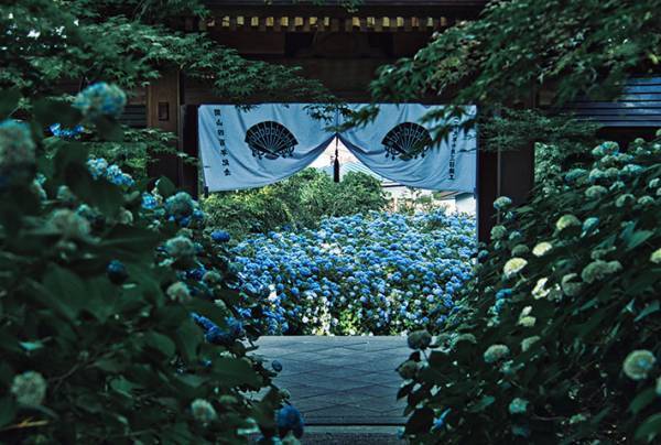 「息を飲む美しさ」「こんな景色初めて見た」　アジサイの写真に心を奪われる