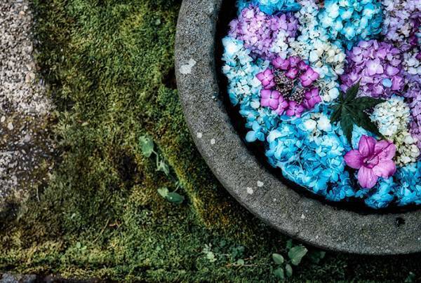 「息を飲む美しさ」「こんな景色初めて見た」　アジサイの写真に心を奪われる