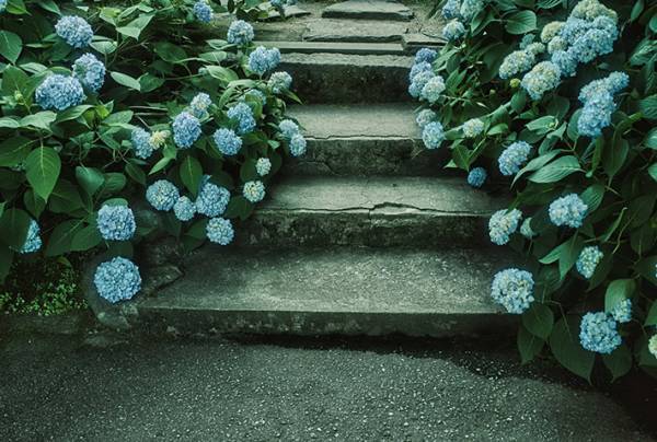 「息を飲む美しさ」「こんな景色初めて見た」　アジサイの写真に心を奪われる