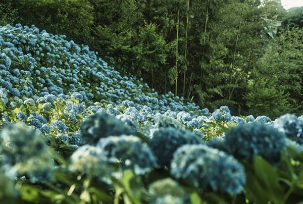 「息を飲む美しさ」「こんな景色初めて見た」　アジサイの写真に心を奪われる