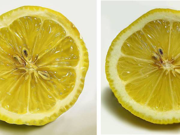 描いたレモンはどっち？　Twitterの投稿に「一瞬混乱した」「クオリティすごい」の声