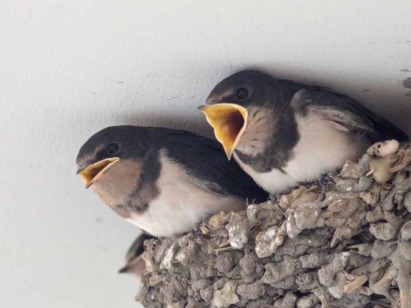 エサを与えずに去っていった親　子の『正直すぎる反応』に、１８万人が吹き出す