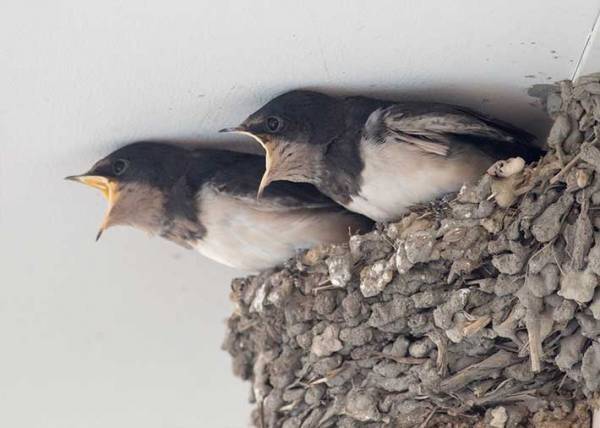 エサを与えずに去っていった親　子の『正直すぎる反応』に、１８万人が吹き出す