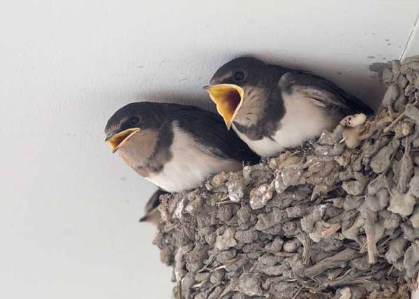 エサを与えずに去っていった親　子の『正直すぎる反応』に、１８万人が吹き出す