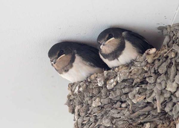 エサを与えずに去っていった親　子の『正直すぎる反応』に、１８万人が吹き出す