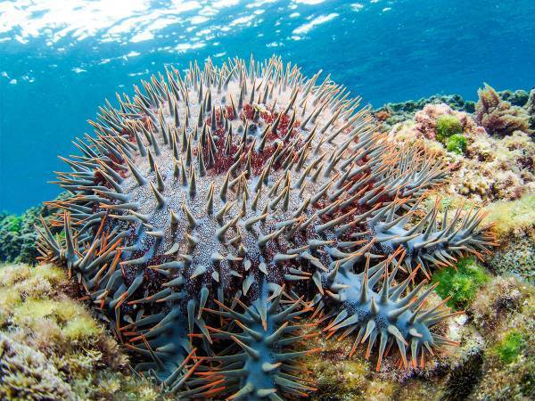 オニヒトデはサンゴの天敵！　刺されたら、どうすればいい？