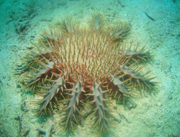オニヒトデはサンゴの天敵！　刺されたら、どうすればいい？