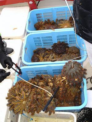 オニヒトデはサンゴの天敵！　刺されたら、どうすればいい？