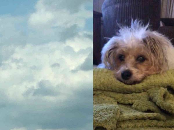 愛犬が旅立った数時間後、空を見上げた女性　すると…　「ここにいるよ」