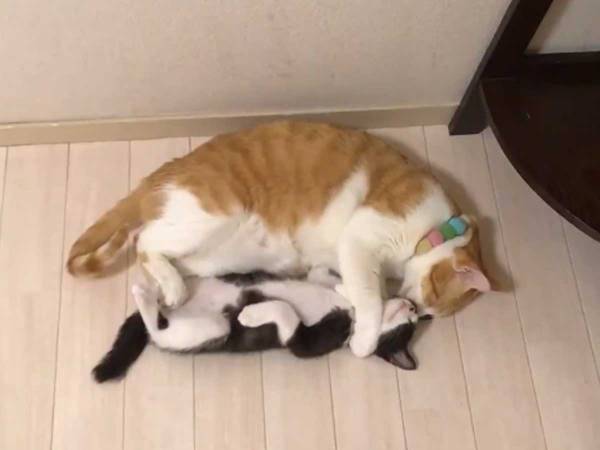 無防備に眠る子猫のそばにいた猫　続く『行動』が、パパそのもの