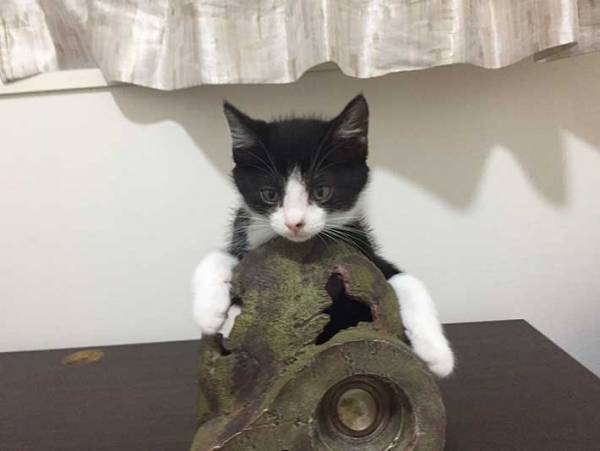 無防備に眠る子猫のそばにいた猫　続く『行動』が、パパそのもの