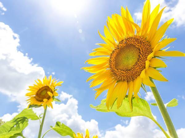 ７月の誕生花って何？　大輪の『ひまわり』の花言葉はちょっと意外かも