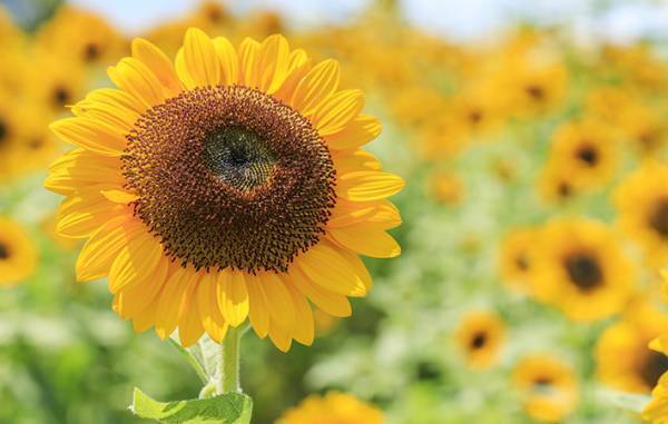 ７月の誕生花って何？　大輪の『ひまわり』の花言葉はちょっと意外かも