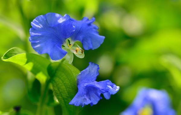 ７月の誕生花って何？　大輪の『ひまわり』の花言葉はちょっと意外かも
