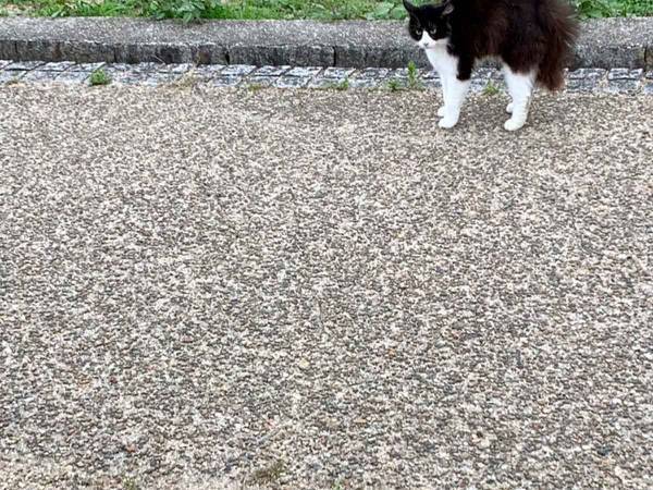 「ハリネズミか？」「いやヤマアラシかも？」　怒り心頭の猫に…ネット騒然！