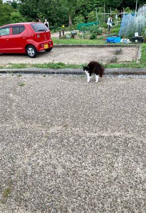 「ハリネズミか？」「いやヤマアラシかも？」　怒り心頭の猫に…ネット騒然！