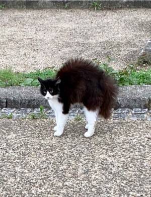 「ハリネズミか？」「いやヤマアラシかも？」　怒り心頭の猫に…ネット騒然！