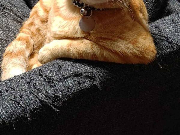 旦那感ハンパない貫禄猫が、飼い主に求めていたこととは？