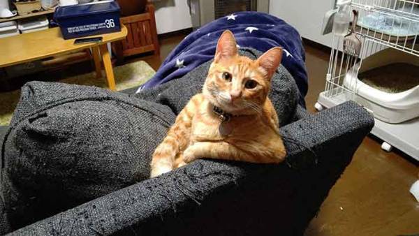 旦那感ハンパない貫禄猫が、飼い主に求めていたこととは？