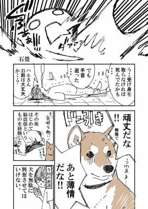 自宅に忘れ物を取りに戻った男性　すると、飼い主の帰宅に興奮した柴犬が…