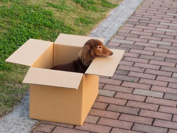 飼っていたペットを箱に入れて別れを告げる親子　しかし、その行動は…