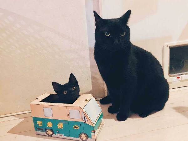 子猫にクロネコヤマトの箱を渡したら…？　結果に、４１万人がくぎ付け
