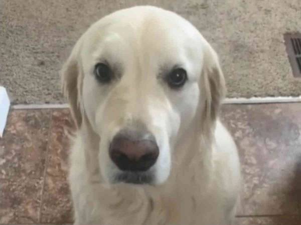 ほかの犬のおやつを食べてしまった犬　飼い主に謝罪をうながされると…？