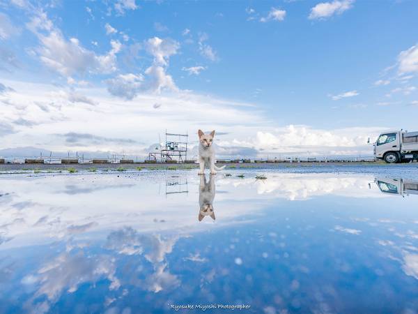 雨上がり、水たまりで遊ぶ猫を撮影すると？　「神がかってる」「癒された」