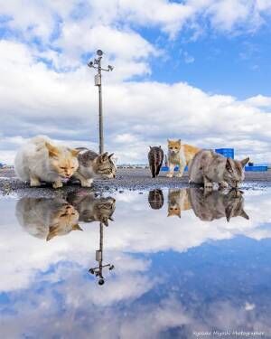 雨上がり、水たまりで遊ぶ猫を撮影すると？　「神がかってる」「癒された」