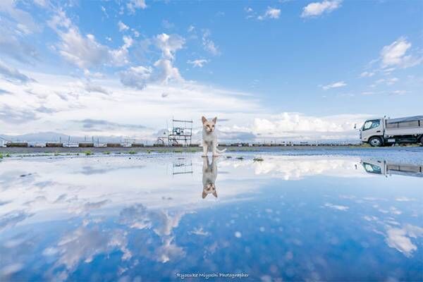 雨上がり、水たまりで遊ぶ猫を撮影すると？　「神がかってる」「癒された」