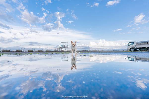 雨上がり、水たまりで遊ぶ猫を撮影すると？　「神がかってる」「癒された」