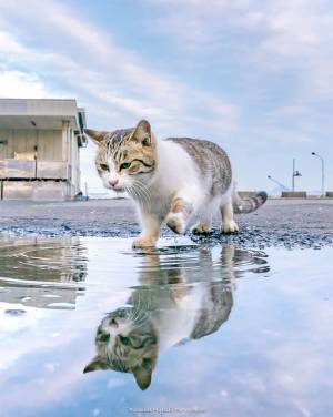 雨上がり、水たまりで遊ぶ猫を撮影すると？　「神がかってる」「癒された」