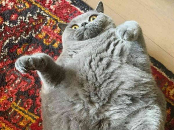 ある病気のために体が丸い猫がインスタで人気に　「天使だ」「パーフェクト」