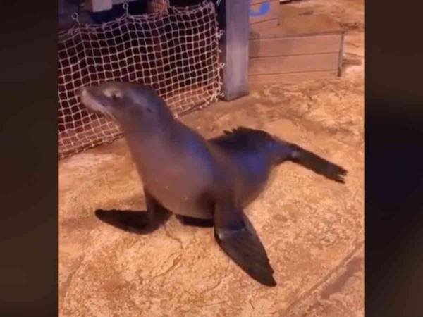 水族館の『踊るアシカ』に４００万「いいね！」　「俺よりダンスがうまい」
