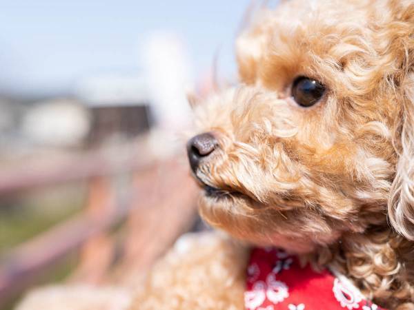 愛するとは？信じるとは？　犬は無償の愛を教えてくれる