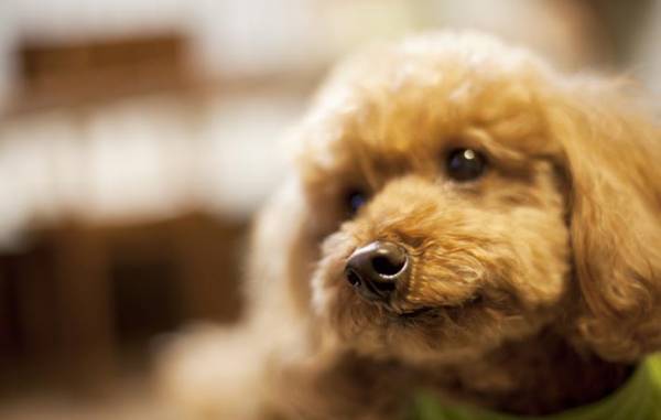 愛するとは？信じるとは？　犬は無償の愛を教えてくれる