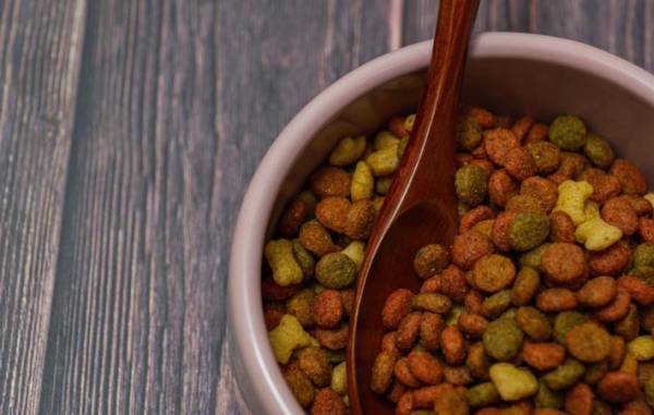 愛するとは？信じるとは？　犬は無償の愛を教えてくれる