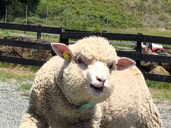 マッチョにしか見えない羊　体を見ると「呪いにかかってしまった」の声