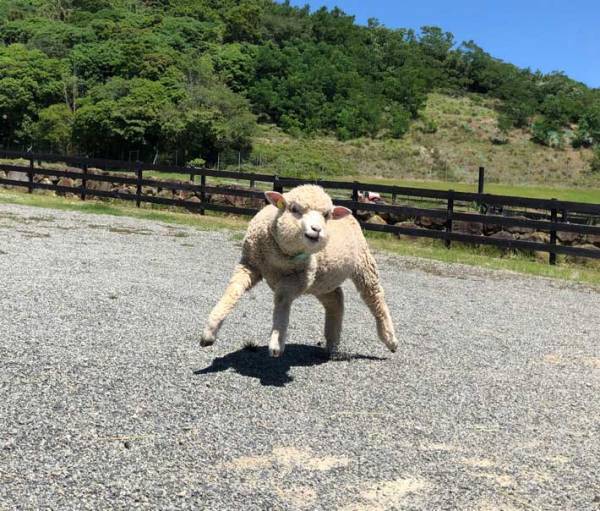 マッチョにしか見えない羊　体を見ると「呪いにかかってしまった」の声