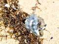 海藻やごみに紛れる『青いビニール』に、ゾッ…　「知らなかった」「怖すぎる」