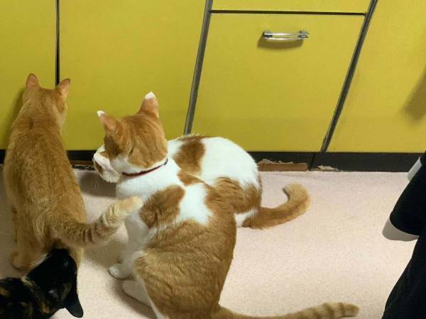 「もうダメだ…」　飼い主がそう思った理由に１８万『いいね』