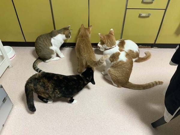 「もうダメだ…」　飼い主がそう思った理由に１８万『いいね』