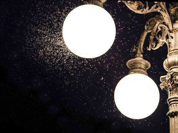 アウトドア好き必見！ランタンをLED照明に変えるだけで虫対策になるかも