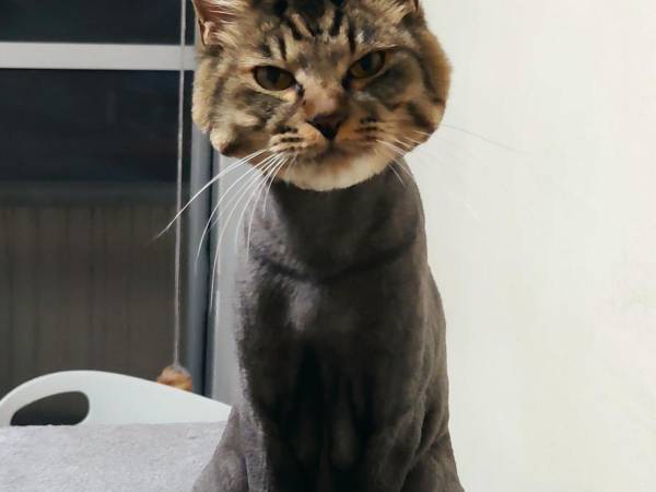 「今年も別人になってしまった」　毎年笑ってしまう、違和感しかない姿がコチラ！