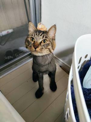 「今年も別人になってしまった」　毎年笑ってしまう、違和感しかない姿がコチラ！