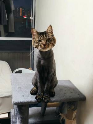 「今年も別人になってしまった」　毎年笑ってしまう、違和感しかない姿がコチラ！