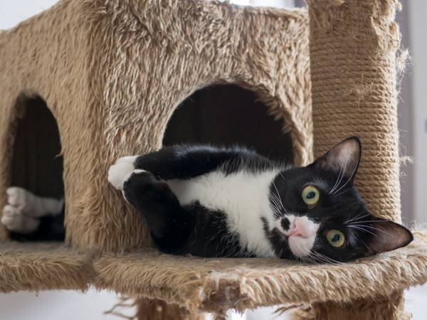 保護猫を育てた女性　１年が経過して気が付いた『事実』に、驚きの声が続出！